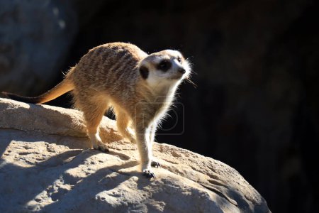 Foto de Meerkat, Suricata suricatta o suricate, es una pequeña mangosta que se encuentra en el sur de África - Imagen libre de derechos
