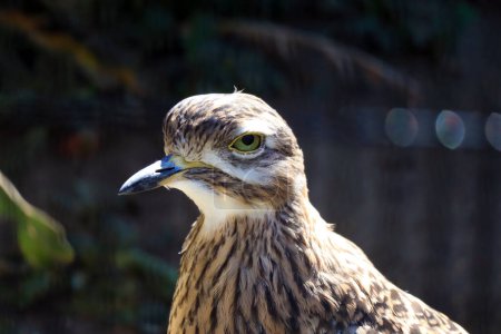 Photo for Spotted Thick Knee, Burhinus capensis, is a wader in the family Burhinidae. It is native to tropical regions of central and southern Africa - Royalty Free Image
