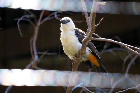 White-Headed Buffalo Weaver, Dinemellia dinemelli, is a species of passerine bird in the family Ploceidae native to East Africa