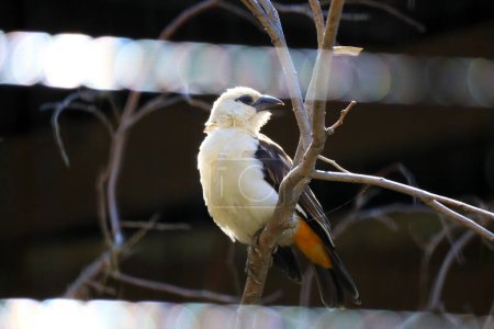 White-Headed Buffalo Weaver, Dinemellia dinemelli, is a species of passerine bird in the family Ploceidae native to East Africa