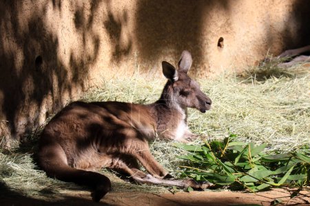 Téléchargez les photos : Le kangourou gris de l'Ouest, Macropus fuliginosus, est présent dans presque toute la partie sud de l'Australie - en image libre de droit