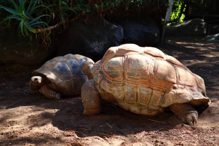 Photo for Aldabra Tortoise, Geochelone gigantea, is a species of tortoise in the family Testudinidae from the islands of the Aldabra Atoll in the Seychelles, is one of the largest tortoises in the world - Royalty Free Image