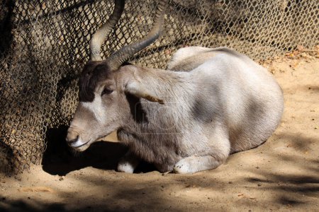 Téléchargez les photos : La Gazelle de Speke, Gazella spekei, est la plus petite des espèces de gazelles. Il est confiné à la Corne de l'Afrique - en image libre de droit