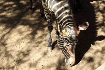 Photo for Grevy's Zebra, Equus grevyi, also known as the Imperial Zebra - Royalty Free Image