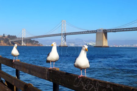 Téléchargez les photos : San Francisco, Californie : Pont San Francisco-Oakland Bay avec mouettes - en image libre de droit