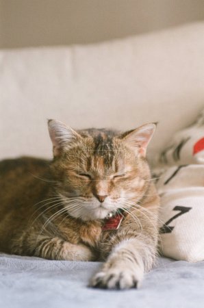 Foto de A-dormitando-jengibre-gato-en-la-luz del sol - Imagen libre de derechos