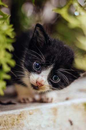 Foto de Lindo-curioso-gato foto - Imagen libre de derechos