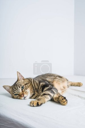 Foto de Hermoso gato de pelo corto acostado en la cama en casa - Imagen libre de derechos