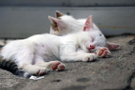 Foto de White-kittens-sleeping-soundly-on-the-concrete-outside - Imagen libre de derechos