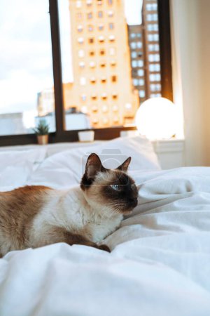 Foto de Ropa de cama siamesa-gato-puesta-en-blanco - Imagen libre de derechos
