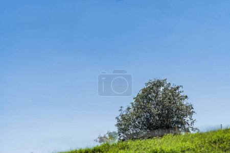 Naturlandschaft in einem kolumbianischen Dorf. Abgelegener Baum in schöner Landschaft. Minimalistischer blauer Hintergrund, Natur und Brise. Intensives grünes Gras.