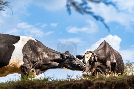 two holstein dairy cows, one with very large udders full of milk and one in pregnancy, with blue sky and some clouds in the background