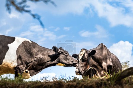 two holstein dairy cows, one with very large udders full of milk and one in pregnancy, with blue sky and some clouds in the background