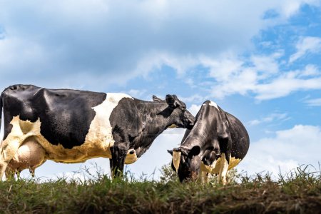 deux vaches laitières holstein, une avec de très grandes mamelles pleines de lait et une pendant la grossesse, avec un ciel bleu et quelques nuages en arrière-plan