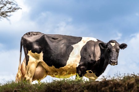 Holstein vache laitière avec de très gros mamelles pleines de lait avec ciel bleu et quelques nuages en arrière-plan regardant vers la caméra