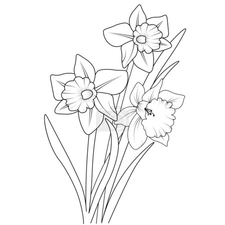 Illustration for Coloring page, coloring book Isolated daffodil flower hand-drawn vector sketch illustration, botanic collection branch of leaf buds natural collection coloring page floral bouquets engraved ink art. - Royalty Free Image