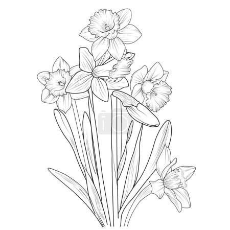 Illustration for Vector illustration of a beautiful botanical background, Flowers branch of a daffodil flower Hand drawing vector illustration Vintage design elements bouquet floral natural collection. isolate on white. - Royalty Free Image
