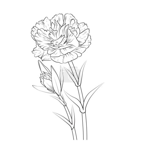 carnation flower hand drew vector illustrations with sketched flowers and plants, illustration sketches of hand-drawn flowers isolated on white. spring flower and ink art style, botanical garden,