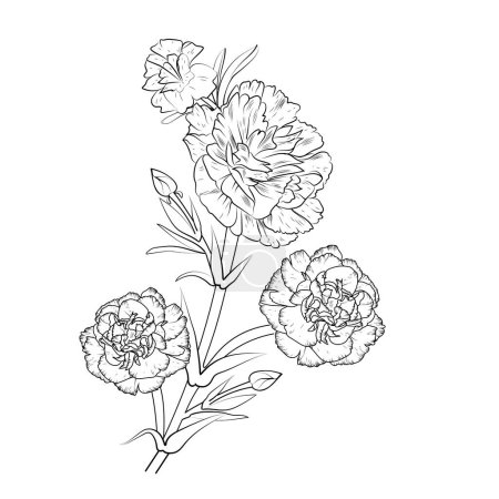 Illustration for Carnation flower drawing, black and white engraved ink sketch. carnation flower, plant, floral element, hand-drawn. botanical illustration, pencil art coloring book, and page for adults isolate images on white background - Royalty Free Image