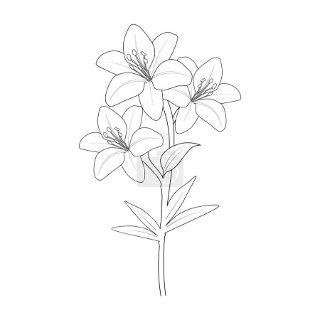 Illustration for Lily flower drawing vector illustration hand drawn illustration artistic, simplicity coloring page isolated in white backgroundvector illustration of beautiful flowers. decorative element for design - Royalty Free Image