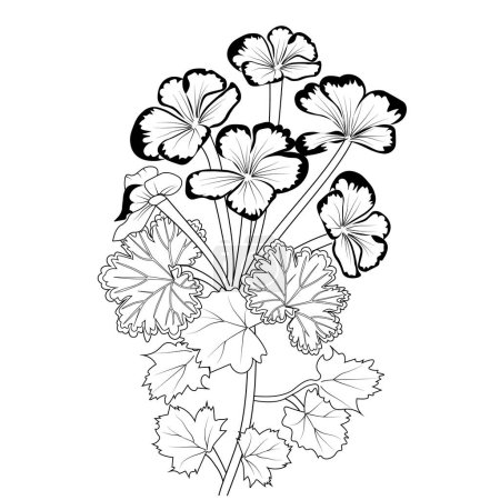 Illustration for Geranium blossom flowers and branch vector illustration. hand Drawing vector illustration for the coloring book or page Black and white engraved ink art, for kids or adults. vector illustration of a floral background with flowers - Royalty Free Image