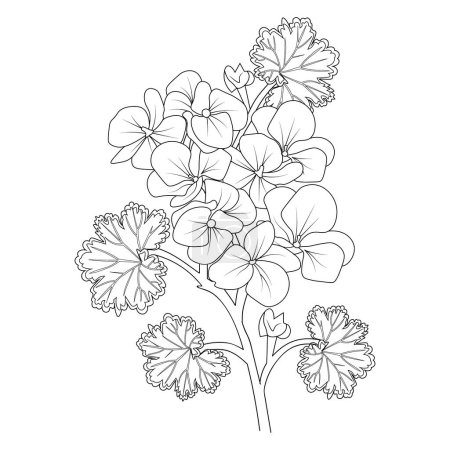Illustration for Geranium flower line art, vector illustration, hand-drawn pencil sketch, coloring book, and page, isolated on white background clip art. vector illustration of a set of flowers. - Royalty Free Image