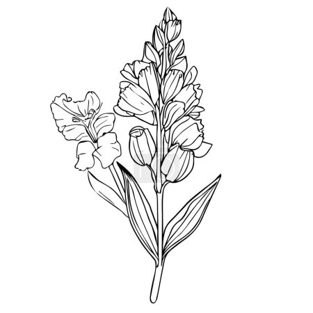 Illustration for Gladiolus tattoo drawing coloring pages, gladiolus line art, realistic gladiolus drawing simple gladiolus line drawing gladiolus art stock outline line drawing, Gladiolus Drawing, pencil Drawing Printable Wall Art - Royalty Free Image