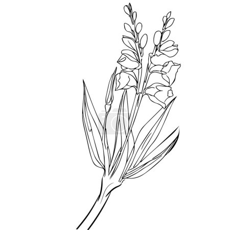 Illustration for Women's gladiolus tattoo, gladiolus flower drawing outline, gladiolus drawing outline, gladiolus tattoo drawing coloring pages, gladiolus line art, realistic gladiolus drawing simple gladiolus line drawing gladiolus art stock outline line drawing - Royalty Free Image