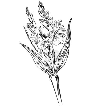 Illustration for Realistic gladiolus drawing simple gladiolus line drawing gladiolus art stock outline line drawing, Gladiolus Drawing, pencil Drawing Printable Wall Art, Gladiolus Flower Print, single gladiolus flower drawing - Royalty Free Image