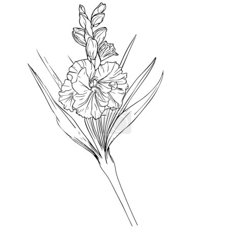 Illustration for August birth flower tattoo black and white, august birth flower gladiolus, gladiolus august birth month flower, gladiolus august birth flower drawing, outline gladiolus drawing, tattoo gladiolus flower drawing, black gladiolus tattoo, - Royalty Free Image