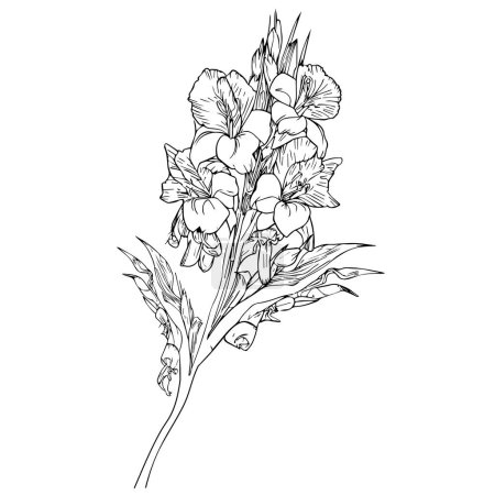 Illustration for August birth flower drawings, august birth flower tattoo black and white, august birth flower gladiolus, gladiolus august birth month flower, gladiolus august birth flower drawing, outline gladiolus drawing, tattoo gladiolus flower drawing - Royalty Free Image