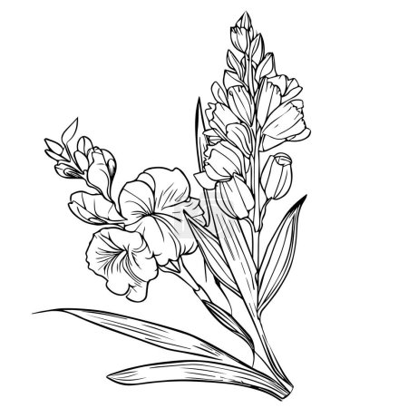 Illustration for Vector sketch of flowers and leaves isolated on white background botanical illustration august birth flower tattoo, august birth flower drawings, august birth flower tattoo black and white, august birth flower gladiolus, gladiolus august birth month - Royalty Free Image