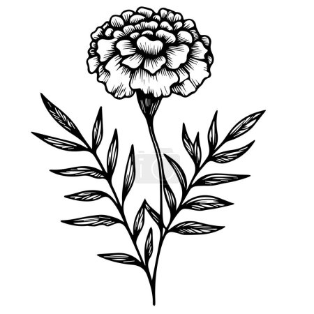 Illustration for October flower tattoo black and white, realistic marigold flower drawing, pencil marigold flower drawing, sketch marigold flower drawing, vintage marigold drawing, outline marigold drawing, simple marigold line drawing flower of a plant. - Royalty Free Image