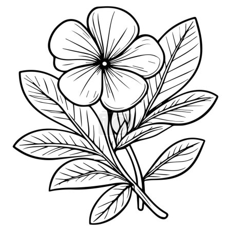 Illustration for Catharanthus roses Sada bahar drawing, Small periwinkle flower tattoo for kids, hand-drawn periwinkle flower, periwinkle line art, vinca flower home wall decor art poster printing, Sada bahar tattoo black and white - Royalty Free Image