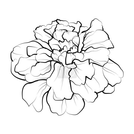 Illustration for Simple marigold line drawing, marigold flower tattoo drawing, traditional marigold tattoo, black marigold tattoo, american traditional marigold tattoo, marigold vector art, marigold flower tattoo drawing - Royalty Free Image