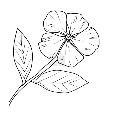 Illustration for Pencil sketch Sada bahar flower drawing, outline periwinkle drawing, periwinkle flower line drawing, clip art periwinkle flower outline, noyontara coloring pages for kids isolated flower of a plant vector design - Royalty Free Image