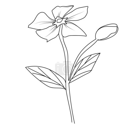 Illustration for Pencil sketch Sada bahar flower drawing, outline periwinkle drawing, periwinkle flower line drawing, clip art periwinkle flower outline, noyontara coloring pages for kids hand drawn flower of a flower. vector illustration - Royalty Free Image