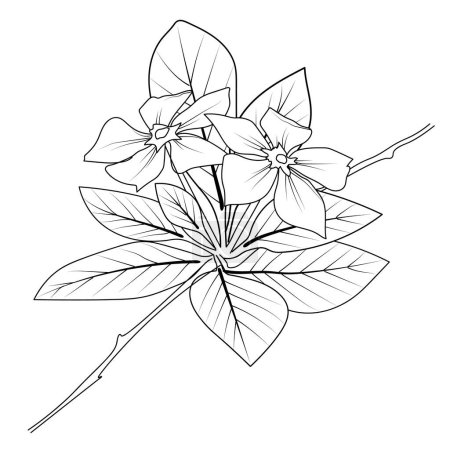 Illustration for Periwinkle isolated, hand-drawn floral element. vector illustration bouquet of periwinkle, sketch art beautiful Catharanthus roseus flower tattoo, coloring page for adults, botanical Madagascar periwinkle drawing - Royalty Free Image