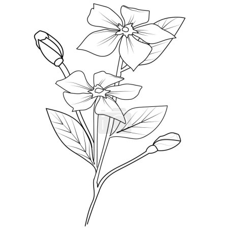 Illustration for Periwinkle vector art, monochrome floral illustration. ink vector illustration hand drawn pencil sketch, a branch of botanical collection simplicity, artistic, coloring book for children and adults, fantasy Periwinkle wall decor, vinca flower doodle - Royalty Free Image