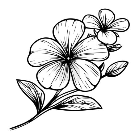 Illustration for Catharanthus roseus flower art, vector illustration of a font view periwinkle flower in hand-drawn botanical spring elements natural collection marigold line art for coloring page, Realistic flower coloring pages, marigold flower outline drawings - Royalty Free Image