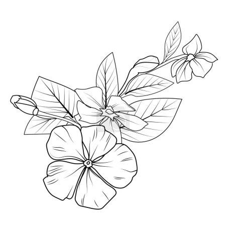 Illustration for Periwinkle flower pencil art, Black and white outline vector coloring page and book for adults and children flower Catharanthus, with leaves hand drawn engraved ink illustration artistic design, vector black and white ink flower. - Royalty Free Image