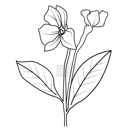 Illustration for Clip art periwinkle flower outline, noyontara coloring pages for kids, step-by-step periwinkle flower drawing, Madagascar periwinkle drawing, Catharanthus roseus Sada bahar drawing flower with leaves icon, outline style - Royalty Free Image