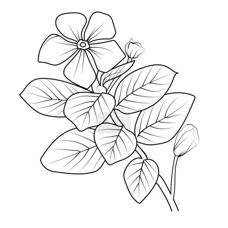 Illustration for Periwinkle flower sketch art, vintage style printed for cute flower coloring pages. Vector illustration of a Beautiful vinca flower, and leaves, Madagascar periwinkle realistic drawing flower and leaves. floral art and ink illustration. - Royalty Free Image