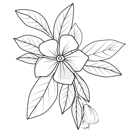 Illustration for Hand-drawn vector illustration of a garden variety Catharanthus and outline illustration, periwinkle Flowers Wall Decor, Madagascar periwinkle art print vector flower. botanical floral illustration isolated on white. black and white ink texture. - Royalty Free Image