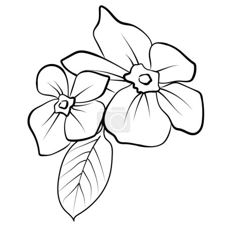 Illustration for Cute flower coloring pages, illustration vector art, black periwinkle tattoo anti-stress coloring page beautiful and floral black and white flower and leaf's garden, pencil sketch Sada bahar flower drawing, outline periwinkle drawings - Royalty Free Image