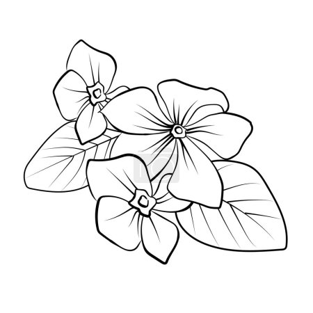 Illustration for Simple noyon tara drawing, periwinkle stock outline drawing, Madagascar periwinkle line art orchid flower. vector illustration isolated on a white background, coloring book, simple periwinkle flower drawing, pencil sketch Sada bahar flower drawing - Royalty Free Image