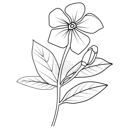 Illustration for Realistic Catharanthus flower coloring pages, Madagascar periwinkle drawing, periwinkle drawing, flower cluster drawing, Cute flower coloring pages, illustration vector art vector black and white flower with leaf botanical periwinkle drawings - Royalty Free Image