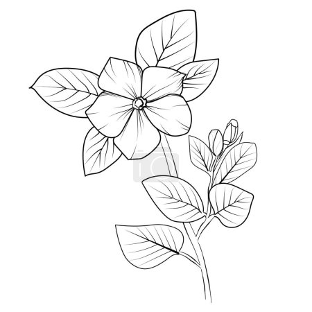 Illustration for Vector hand-drawn illustration of flowers and leaves, Periwinkle vector art, and monochrome floral illustration. ink vector illustration hand drawn pencil sketch, a branch of botanical collection simplicity, artistic, coloring book for children - Royalty Free Image