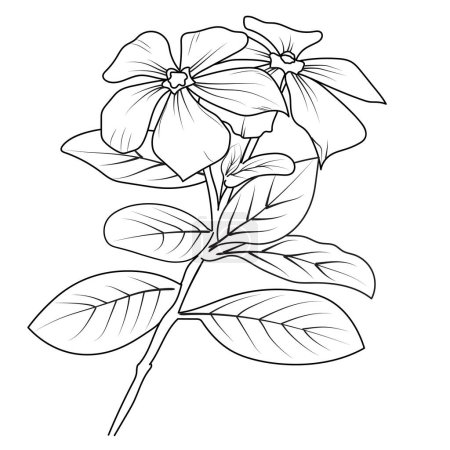 Illustration for Vector hand-drawn illustration of flowers and leaves, Periwinkle vector art, and monochrome floral illustration. ink vector illustration hand drawn pencil sketch, a branch of botanical collection simplicity, artistic, coloring book for children - Royalty Free Image