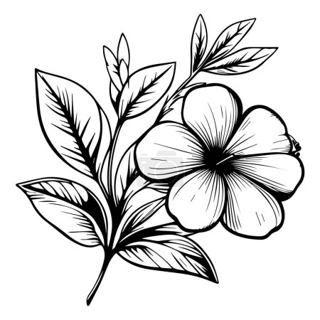 Illustration for Vector drawing flower with black and white ink hand-drawn illustration, Birth flower Periwinkle doodle bouquet of flower design for card or print. hand-painted Periwinkle flower illustrations isolated on white backgrounds, engraved ink art floral - Royalty Free Image